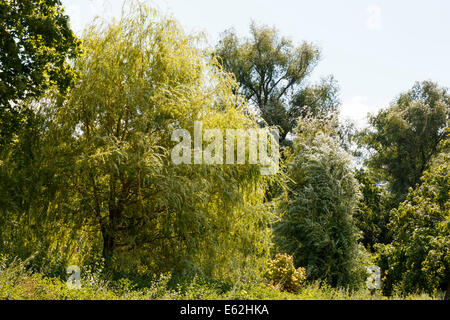 Salice piangente albero, bellissimo paesaggio estivo Foto Stock