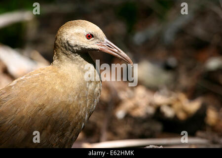 Isola di Lord Howe Woodhen, Isola di Lord Howe, Australia Foto Stock