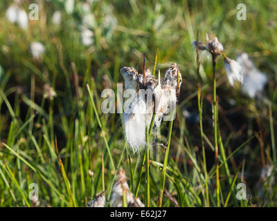 Eriophorum angustifolium, cottongrass, primo piano in una torbiera alpina in Jotunheimen Norvegia Foto Stock