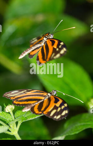 Una coppia di Tiger-striped Longwing farfalle Foto Stock