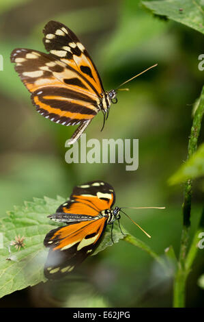 Una coppia di Tiger-striped Longwing farfalle Foto Stock