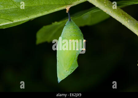 Una crisalide di Rusty-Pagina punta butterfly Foto Stock