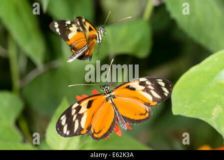 Una coppia di Tiger-striped Longwing farfalle Foto Stock