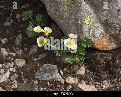 Ranunculus glacialis, il Ghiacciaio Crowfoot ghiacciaio o ranuncolo, nel parco nazionale di Jotunheimen, Norvegia Foto Stock