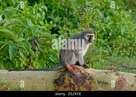 Maschio nero di fronte Vervet Monkey con coda lunga seduta sul giallo caduti abbaiato Acia albero vicino a Lake Naivasha Kenya Africa Orientale BL Foto Stock