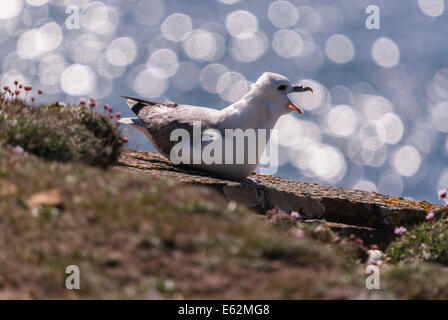 Un Fulmar, Fulmarus glacialis, sat su rocce chiamando. Foto Stock