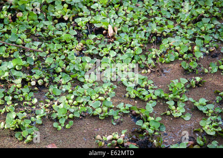 Giacinto di acqua EICHHORNIA CRASSIPES sul lago Naivasha Kenya Africa una pianta invasiva infestante dal Sud America pone problemi LAK Foto Stock