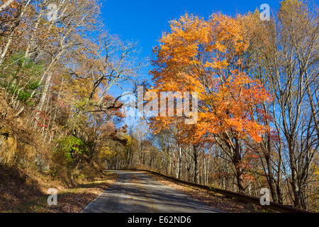 I colori dell'autunno in Joyce Kilmer National Forest appena a sud del Parco Nazionale di Great Smoky Mountains, North Carolina, STATI UNITI D'AMERICA Foto Stock