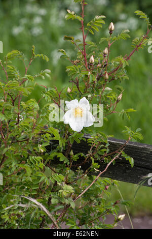 Campo Rose dal modo Middlewood vicino a Bollington cheshire england Foto Stock