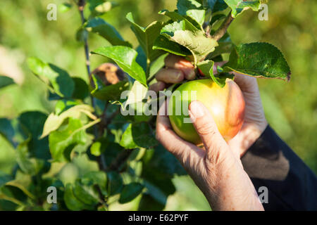 Apple picking. Una persona la raccolta di mele da un albero NEL REGNO UNITO Foto Stock