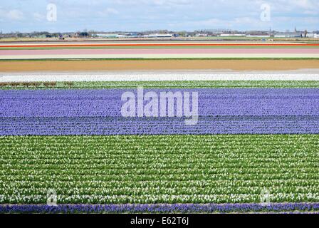 Campi di Tulipani nei Paesi Bassi Foto Stock