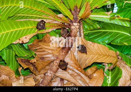 Piccoli pipistrelli appesi nella struttura ad albero, Thailandia Foto Stock