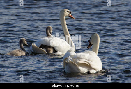 Attacchi Cygnet un giro sulla mamma torna, fiume Tweed, Kelso. Foto Stock