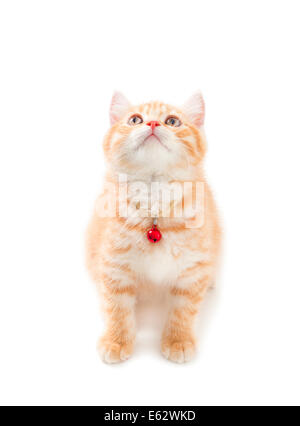 Lo zenzero Littler British Shorthair su sfondo bianco Foto Stock