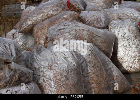 Grande pila di torbiere in plastica ripieni di quercia lascia coperte di rugiadoso condensazione in autunno Foto Stock