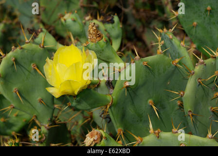 Cactus fioritura di fiori e foglie di cactus spine Cactus Plant View Foto Stock