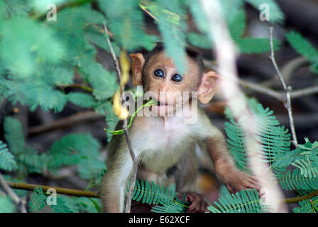 Piccola scimmia mangiare impianto Baby macaco rhesus giovani monkey kid a wildlife India Foto Stock