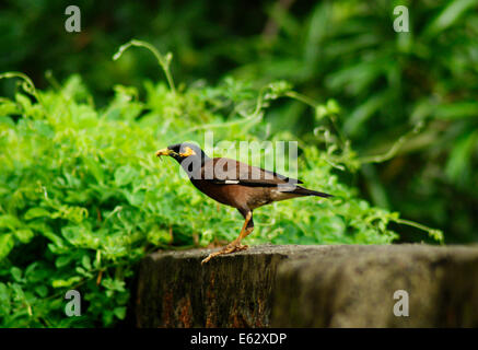 Comune di uccelli Myna mynah indiano seduto sulla parete composto Foto Stock