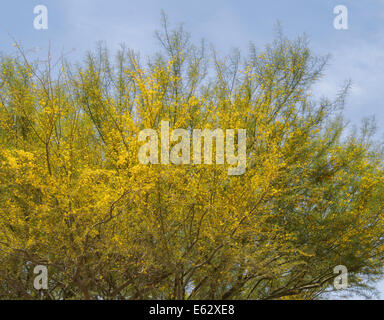 Stato dell Arizona tree Foothill Paloverde Cercidium microphyllum giallo Foothills Paloverde Palo Verde Parkinsonia microphyllum Foto Stock