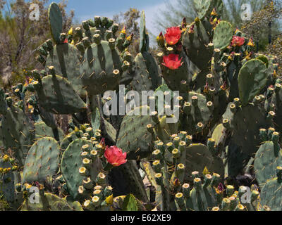 Deserto di fico d'india cactus, oputia phaeacantha, in fiore in primavera, Phoenix, Arizona, USA, aprile 2014. Foto Stock