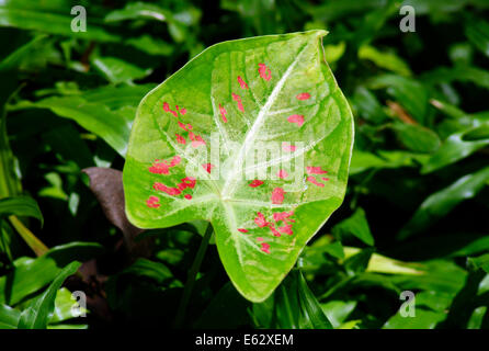 Varietà colorate di fantasia foglia Caladium Foto Stock