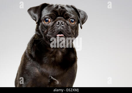 Ritratto in studio di nero pug dog Foto Stock