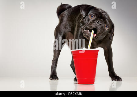 Black pug dog di bere dalla paglia Foto Stock