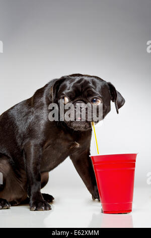 Black pug dog di bere dalla paglia Foto Stock