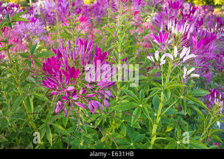 Bella rosa e bianco cleome fiori nel giardino. Noto anche come spider flower o trifoglio puzzolente. Cleome hassleriana Foto Stock