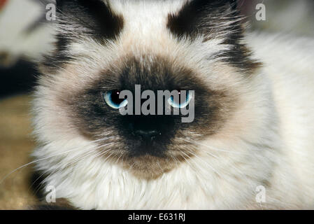 L'Himalayan CAT capelli lunghi guardando la telecamera punto di tenuta Foto Stock
