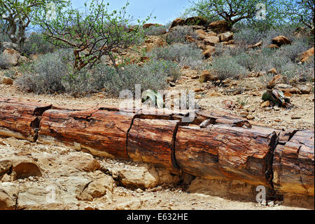 Pietrificati tronco di albero di circa 260 milioni di anni fa e Welwitschia (Welwitschia mirabilis), la Foresta Pietrificata, a Twyfelfontein Foto Stock