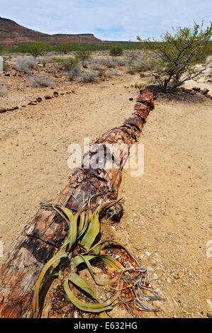 Pietrificati tronco di albero, circa 260 milioni di anni fa e Welwitschia (Welwitschia mirabilis), la Foresta Pietrificata, a Twyfelfontein Foto Stock