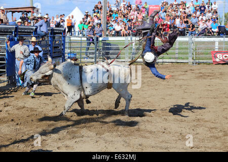 Rodeo, bull riding, Valleyfield, Provincia di Quebec, Canada Foto Stock