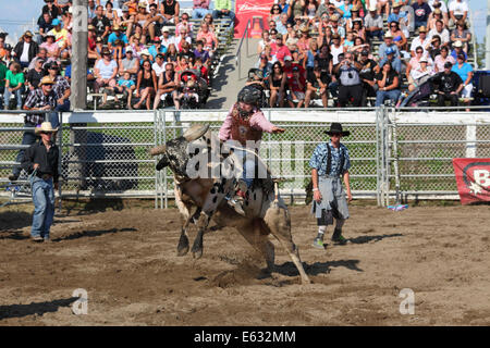 Rodeo, bull riding, Valleyfield, Provincia di Quebec, Canada Foto Stock