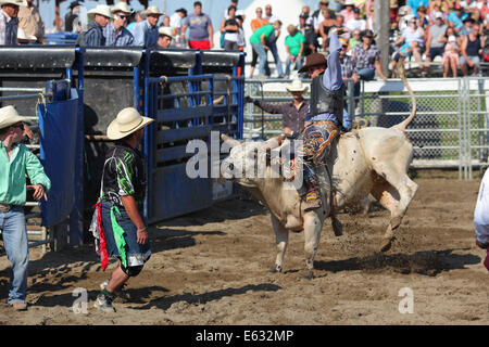 Rodeo, bull riding, Valleyfield, Provincia di Quebec, Canada Foto Stock