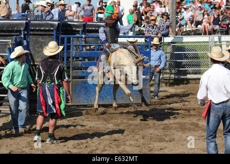 Rodeo, bull riding, Valleyfield, Provincia di Quebec, Canada Foto Stock