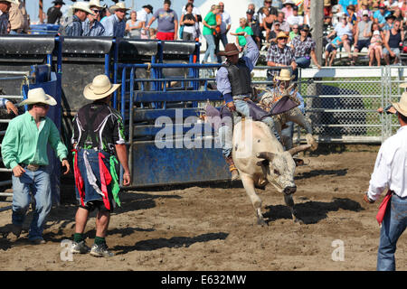 Rodeo, bull riding, Valleyfield, Provincia di Quebec, Canada Foto Stock