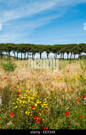 Viale di pini e campo di papavero, Parco Naturale della Maremma, Grosseto, Toscana, Italia Foto Stock