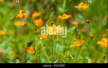 Arancio fiori selvatici, Giardino Cosmo o messicano aestri (Cosmos bipinnatus), fiore prato, India Foto Stock