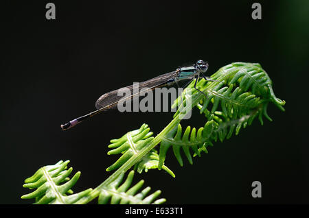 Uno blu-tailed damselfly REGNO UNITO Foto Stock