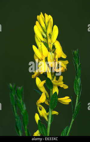 Dyer's greenweed o greenwood REGNO UNITO Foto Stock