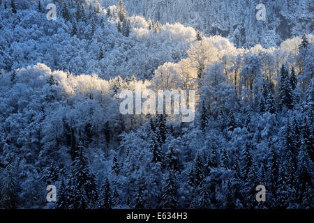 Vista su un snowcovered pineta su un pendio di montagna con retroilluminazione e sunrise. Foto Stock