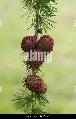 Larix kaempferi coni. Larice giapponese. Foto Stock