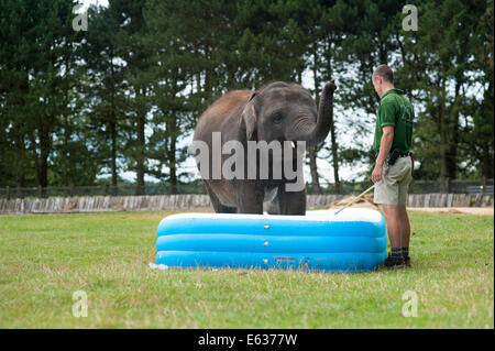 Dunstable, Bedfordshire, Regno Unito. 13 Ago, 2014. Gli elefanti giocando in una piscinetta per bambini presso lo Zoo Whipsnade Baby Elephant Scott gioca nel pool di credito: Andrew Walmsley/Alamy Live News Foto Stock