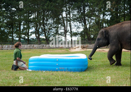 Dunstable, Bedfordshire, Regno Unito. 13 Ago, 2014. Gli elefanti giocando in una piscinetta per bambini presso lo Zoo Whipsnade Baby Elephant Scott gioca nel pool di credito: Andrew Walmsley/Alamy Live News Foto Stock