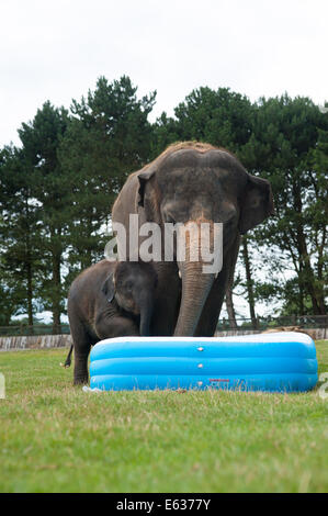 Dunstable, Bedfordshire, Regno Unito. 13 Ago, 2014. Gli elefanti giocando in una piscinetta per bambini presso lo Zoo Whipsnade L-R: Max e Mya indagare la piscina Credito: Andrew Walmsley/Alamy Live News Foto Stock