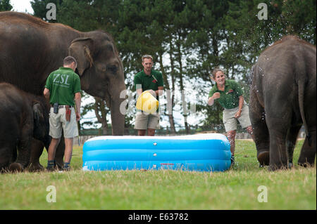 Dunstable, Bedfordshire, Regno Unito. 13 Ago, 2014. Gli elefanti giocando in una piscinetta per bambini presso lo Zoo Whipsnade Credito: Andrew Walmsley/Alamy Live News Foto Stock