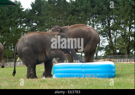 Dunstable, Bedfordshire, Regno Unito. 13 Ago, 2014. Gli elefanti giocando in una piscinetta per bambini presso lo Zoo Whipsnade Max si arrampica nel credito: Andrew Walmsley/Alamy Live News Foto Stock
