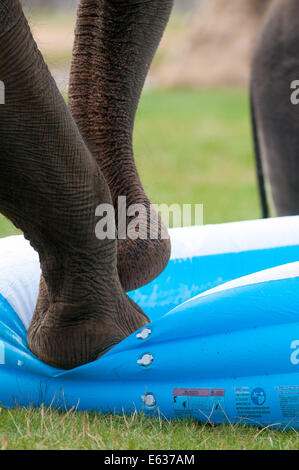Dunstable, Bedfordshire, Regno Unito. 13 Ago, 2014. Gli elefanti giocando in una piscinetta per bambini presso lo Zoo Whipsnade Mya gioca con la piscina Credito: Andrew Walmsley/Alamy Live News Foto Stock