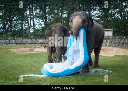 Dunstable, Bedfordshire, Regno Unito. 13 Ago, 2014. Gli elefanti giocando in una piscinetta per bambini presso lo Zoo Whipsnade Mya (destra) distrugge la piscina Credito: Andrew Walmsley/Alamy Live News Foto Stock